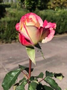 Chamindra Ranasinghe