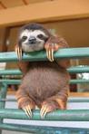 Sensible_Sloth