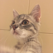 lavespateresa first of her name, mother of cats