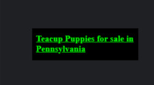 Puppies for  Adoption
