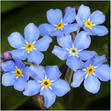 Forgetmenot