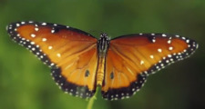 Jewel
