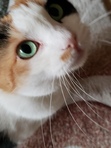 Sylvia