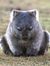 Wombat