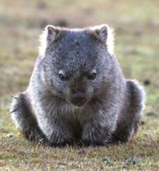 Wombat
