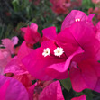 Jasmin