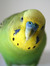 Thebudgiewriter2019