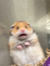 Rahaf