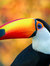 Birdbassador