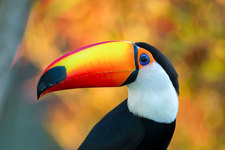 birdbassador