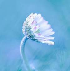 أسماء الحسيني