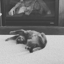 Sadie