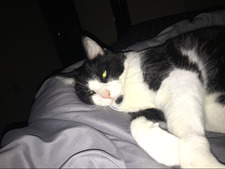 Diana Wright (Helou) 