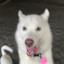 Encre Svasti na ayudhya