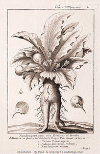 Mandrake Holmquist