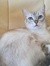 Zalia_