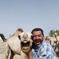 عماد السباعي