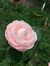 Julise