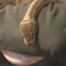 Steve the snek