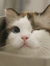 Moke