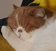 Dylan