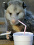 Possum