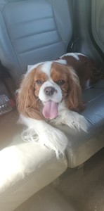 Κώστας Καμπάκης