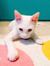 winterthekatt