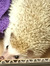 Prickle...
