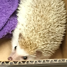 Pricklepants