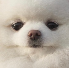 Rustam Lord of the Books, King of Prose