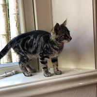 Christel Van Eijnatten