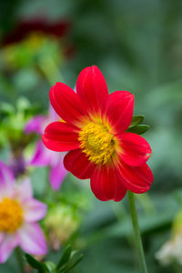 Chantelle Sempertegui