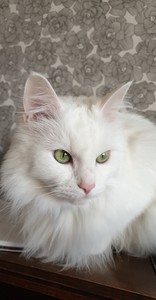 Amanda