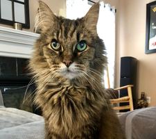 Winter Hammock-Kelley