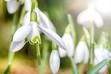 Snowdrop Faery