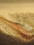 Nauplius