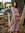 Shivani