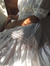 Leticia
