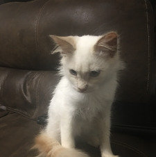 Leia