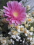 Merve