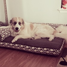 NoisyArtisanFarmJudge