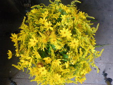 Marika