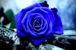 roseblue