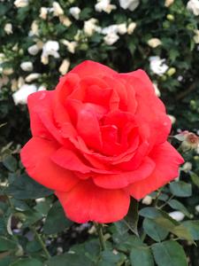 آلاء كتاتنى