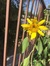 Lily Ga...