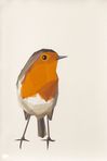 Robin