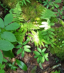 Michelle Cote DeCoste