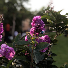 أَرّوى, فؤادُها غيم.