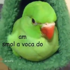 Smolavocado